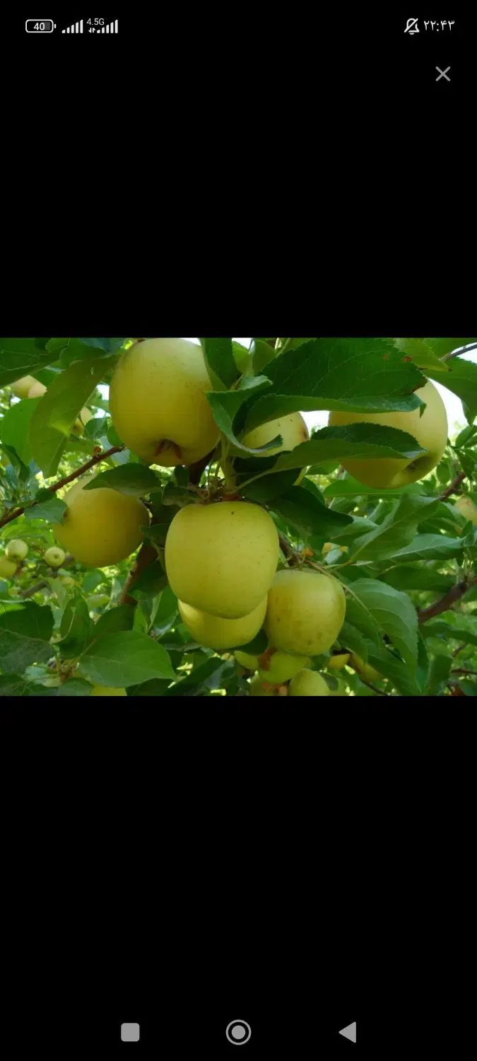 باغ سیب