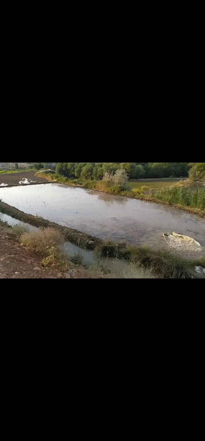 زمین برنج کاری