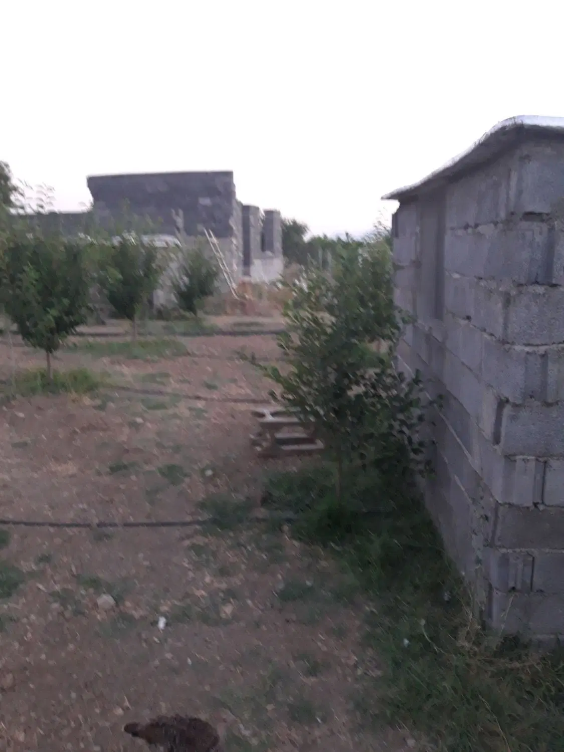 باغ باباریز