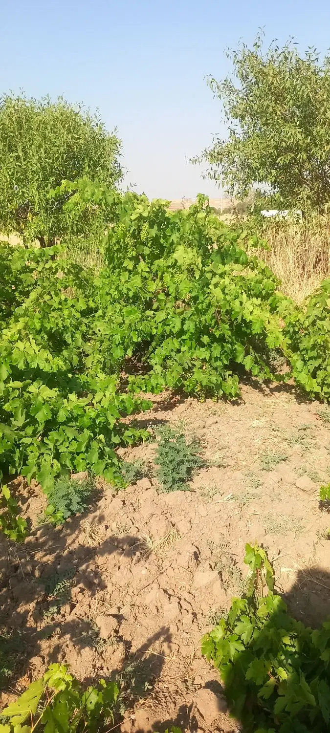 باغ انگورسنتی شفیع اباد