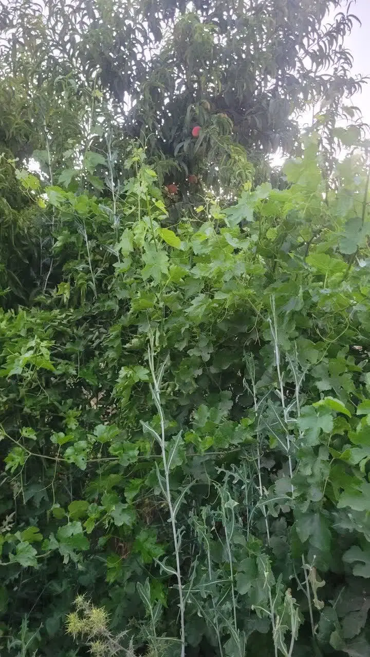 زمین باغ و خانه باغ