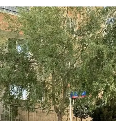 حیاط 275 متری