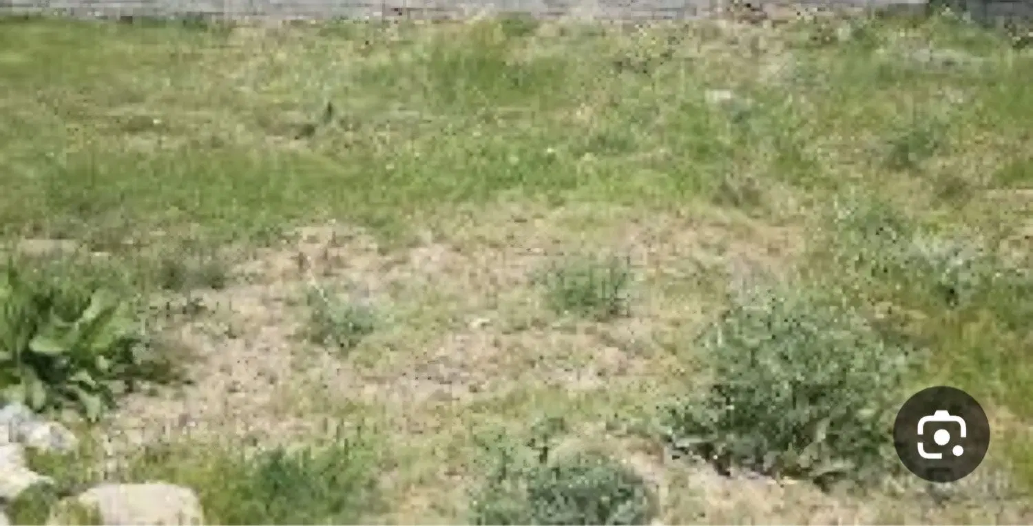 زمین
