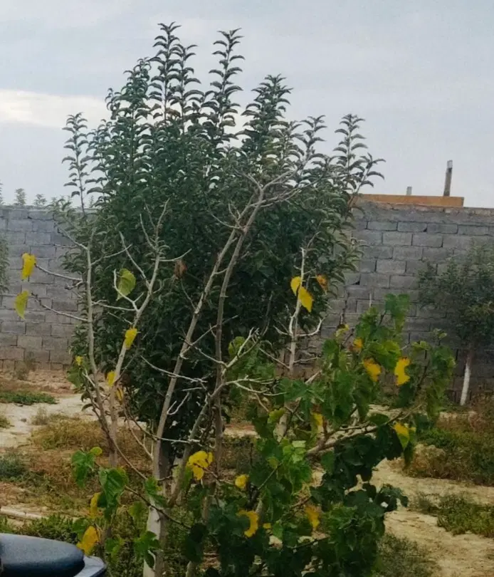 باغ ویلا