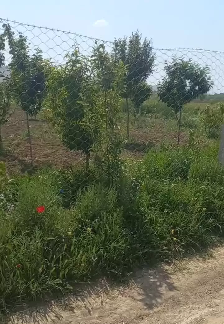 باغ در سراب خشکه