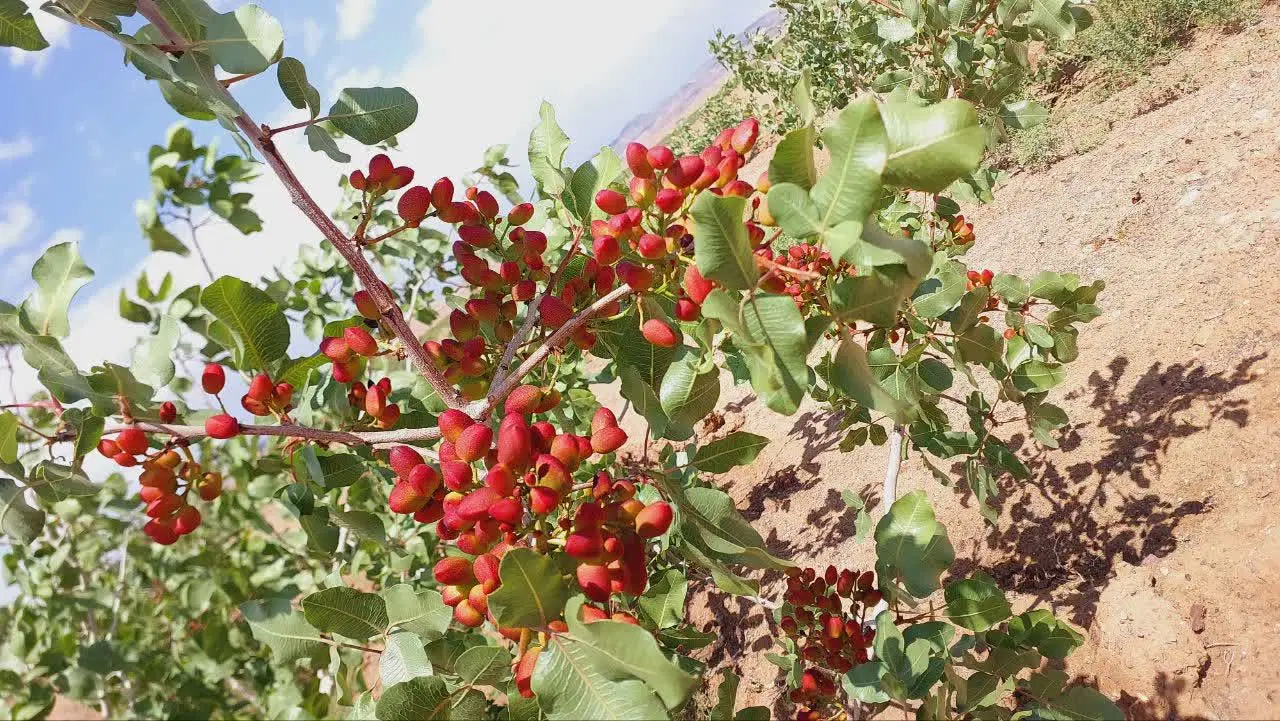 باغ پسته فروشی