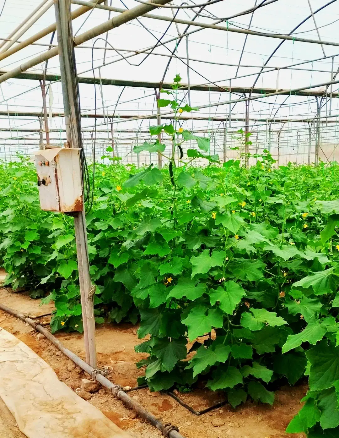 گلخانه ویلایی و صنعتی