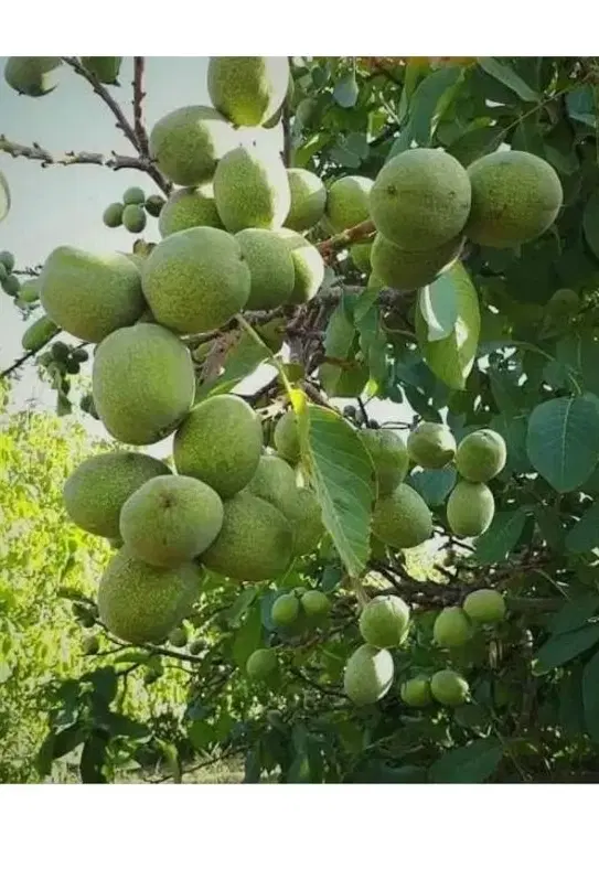 باغ فروشی