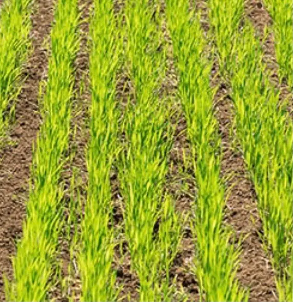 اجاره زمین کشاورزی ابسرده