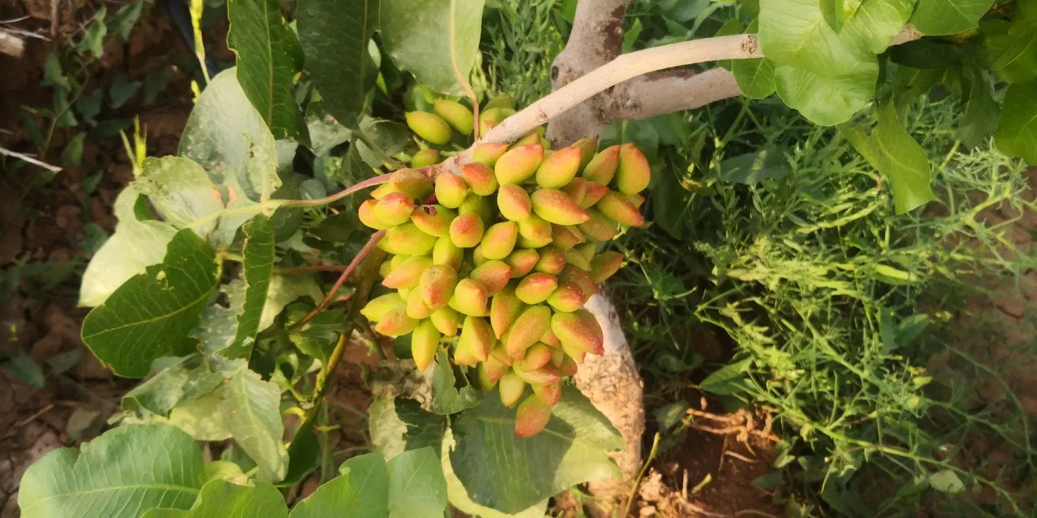 باغ فروشی