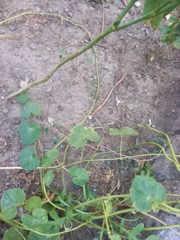 باسلام ۵۰۰متر زمین برای  فروش