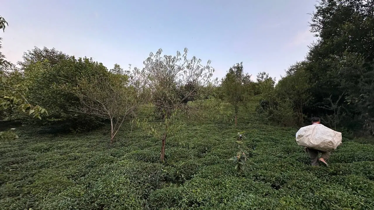 باغ چای،قیمت مناسب