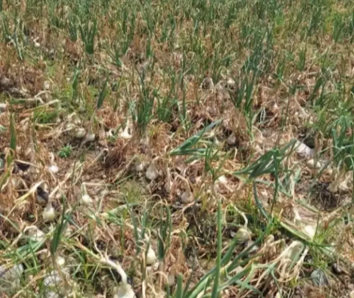 اجاره زمین کشاورزی