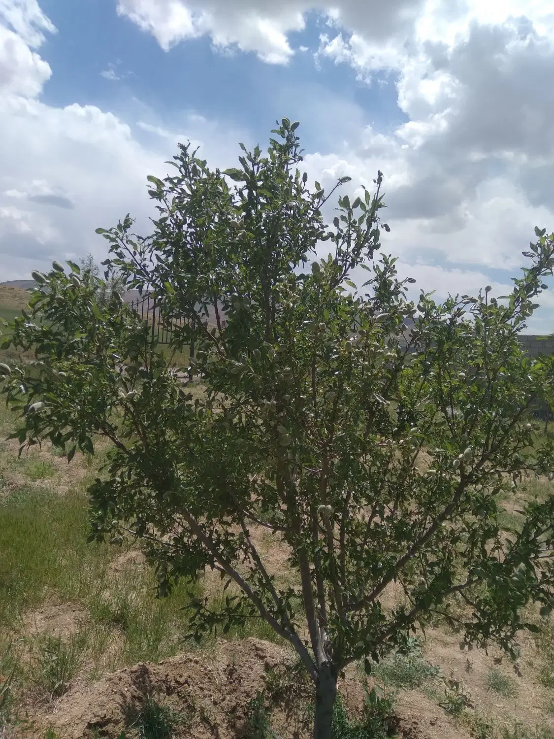 زمین دواسب ۱۸۴متر