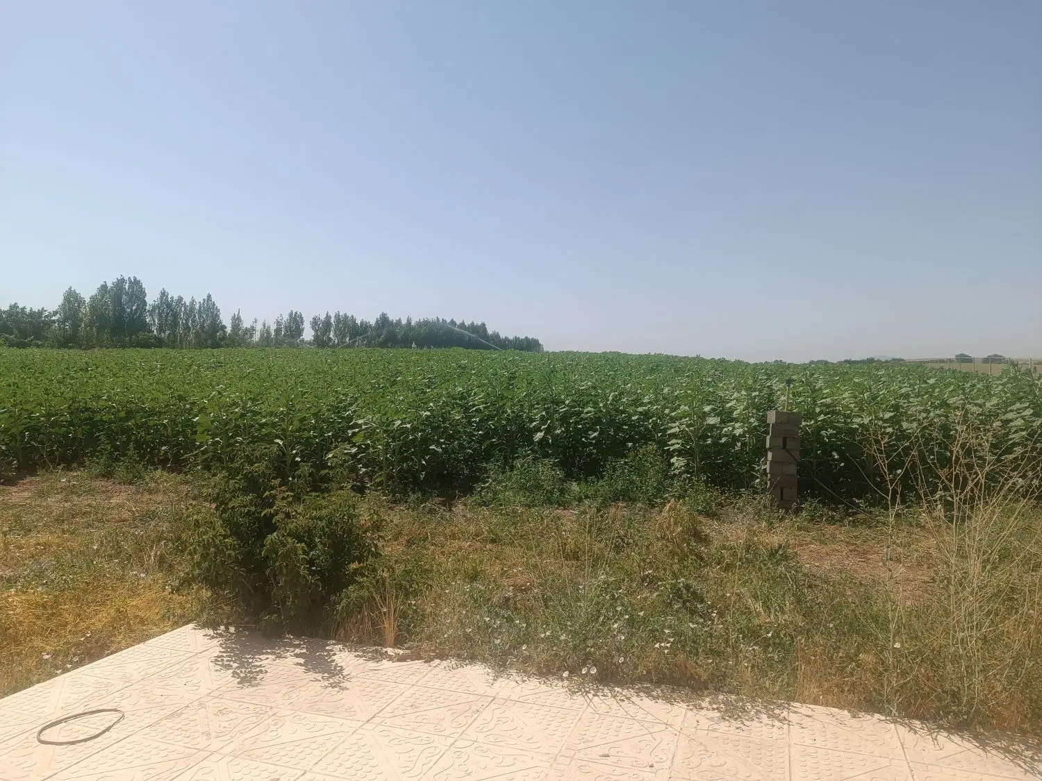 فروش زمین بین خانه باغ ها نزدیک ینگیجه