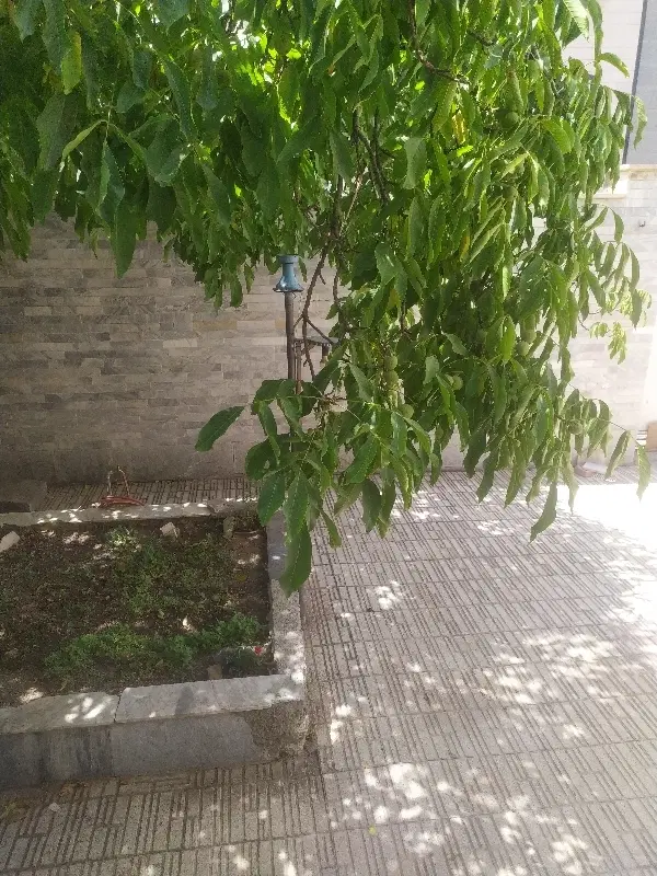 اجاره آپارتمان نزدیک جمعه بازار
