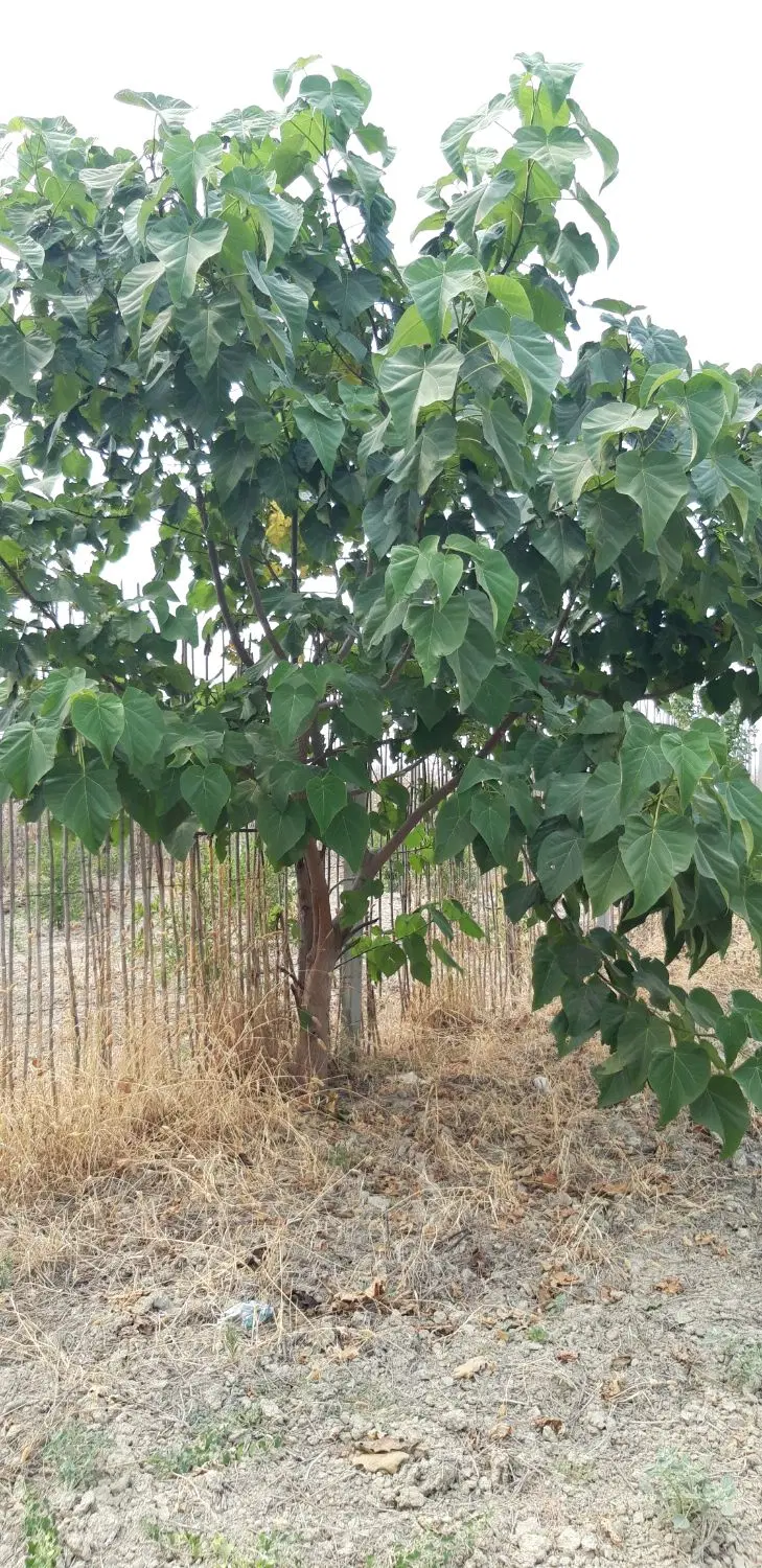 باغ با سند تک برگ