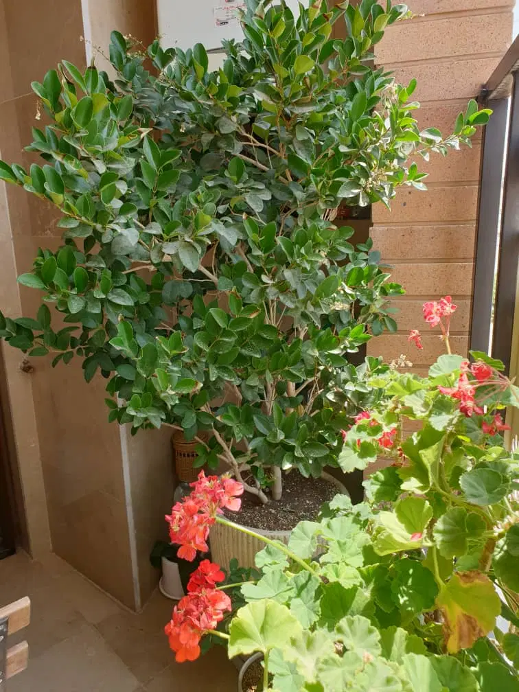 ۶۰ متر ۱ خواب نور گیر