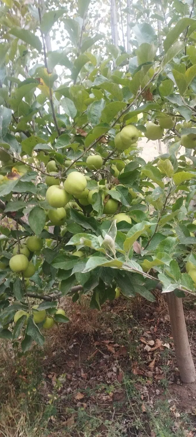 سندیکا لاله پارک 8 متری