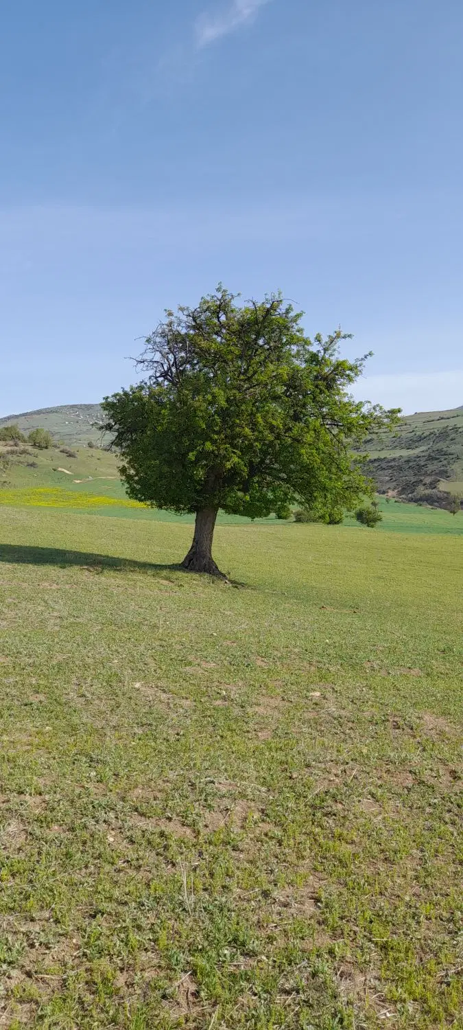 زمین زراعی سند تک برگ