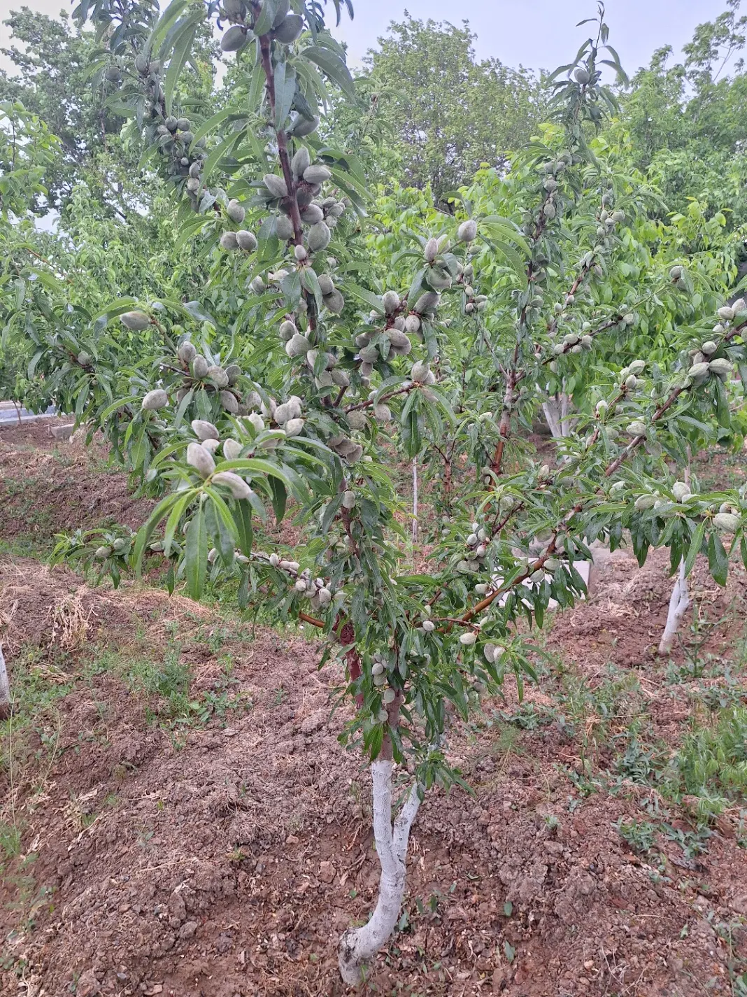 باغ زمین کشاورزی