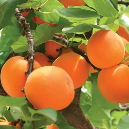باغ ۶ و نیم متری
