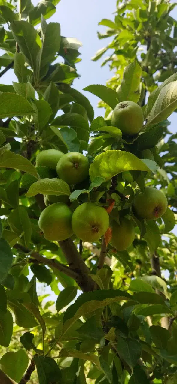 باغ دارکیا 1762 متر انواع درختان،چاه آب