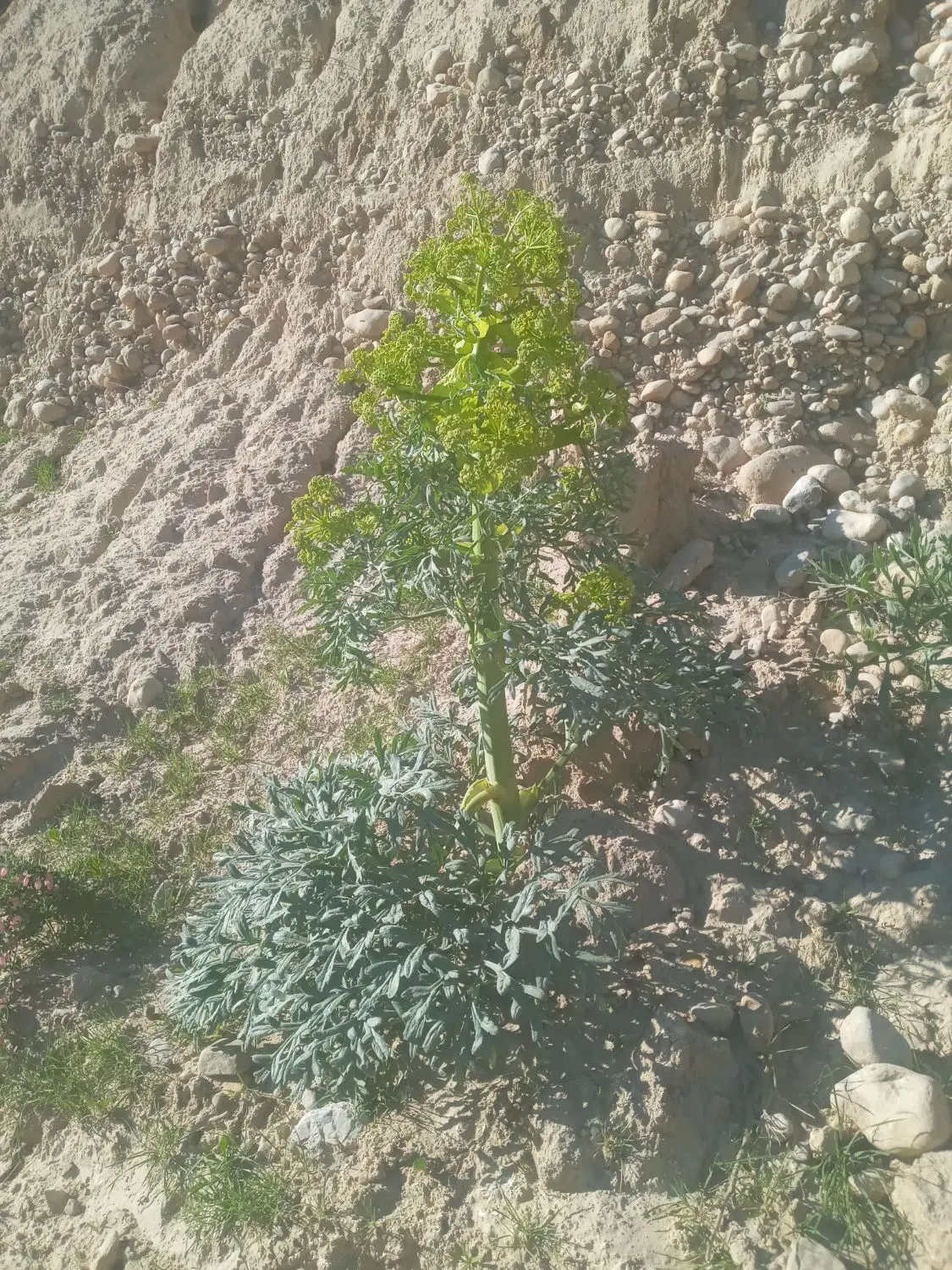 زمین پشت تپه رادک .