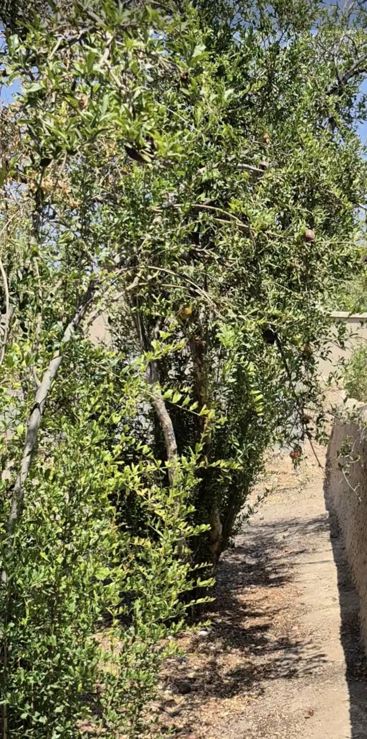 فروش باغ دیوارچینه