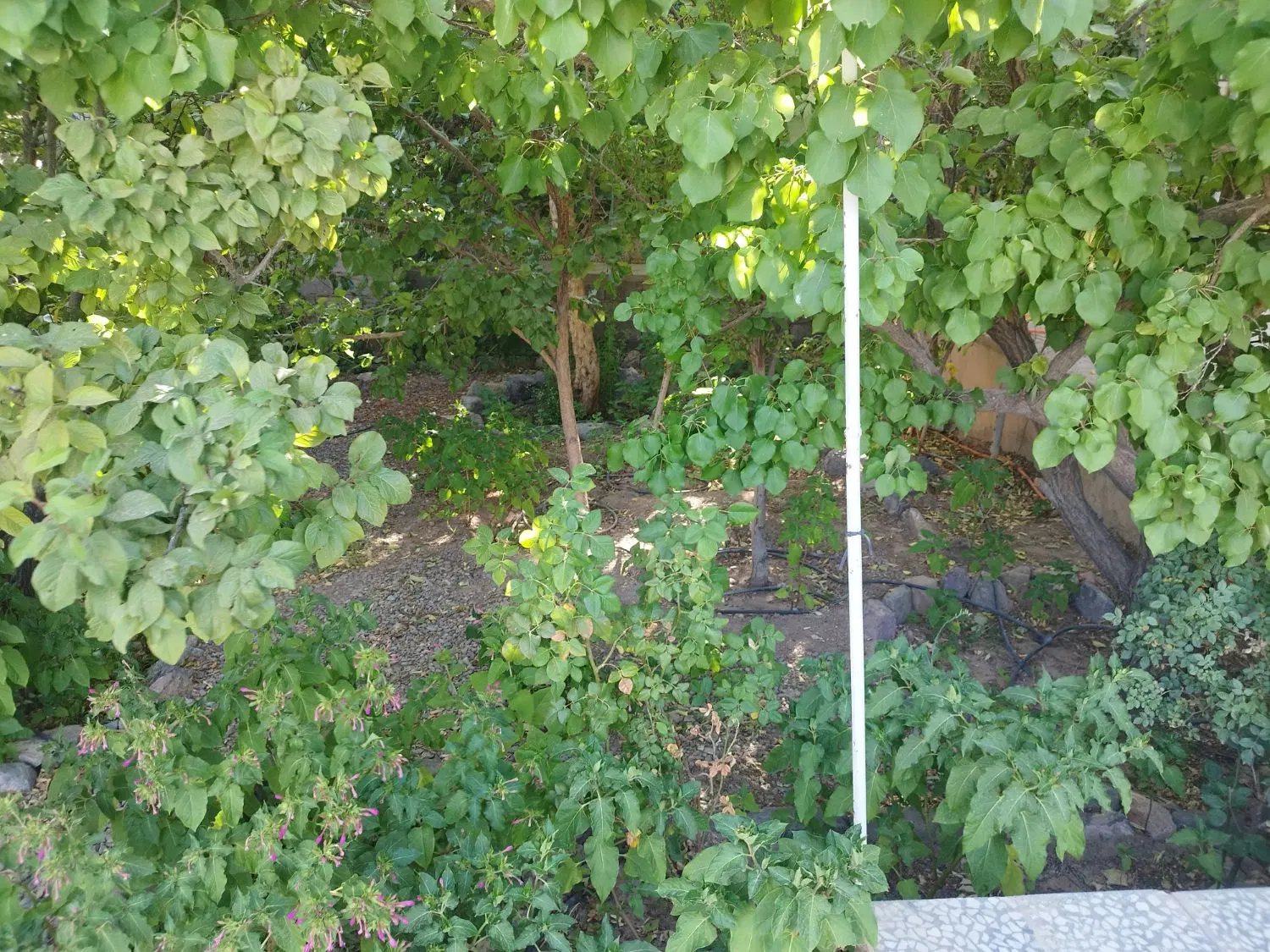 راین خانه