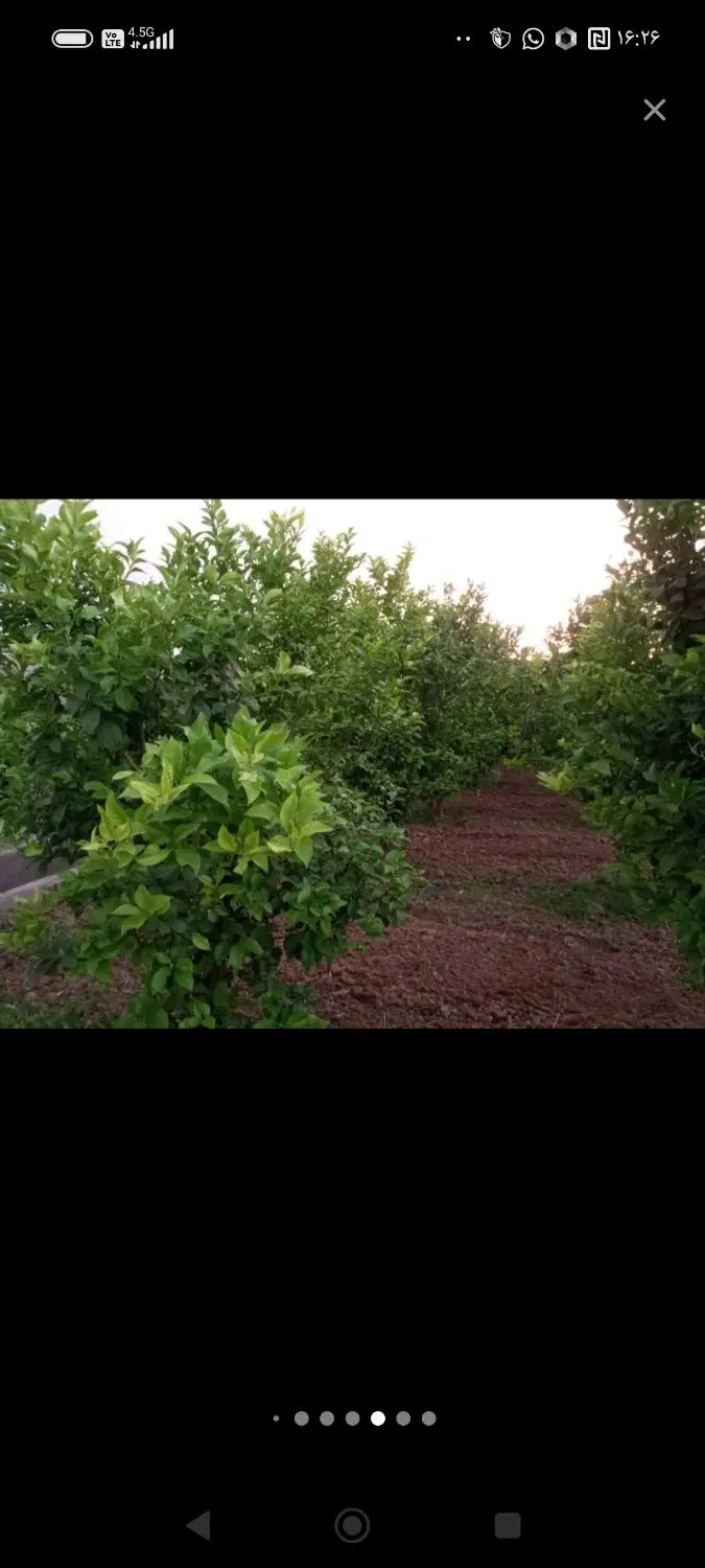 باغچه برقدار