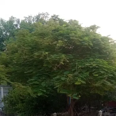 فروش خانه باغ تنگک سوم