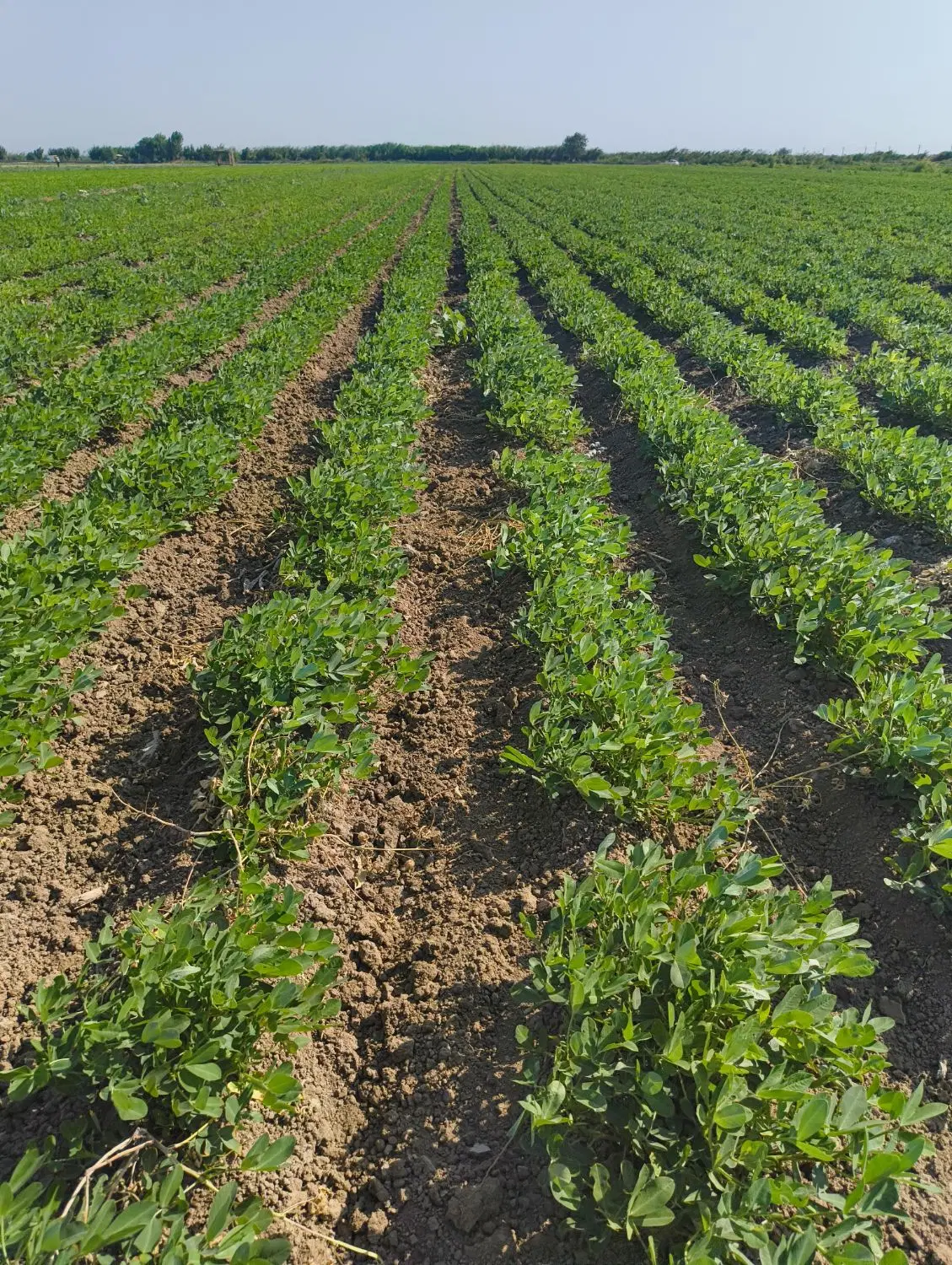 زمین کشاورزی برای بادام