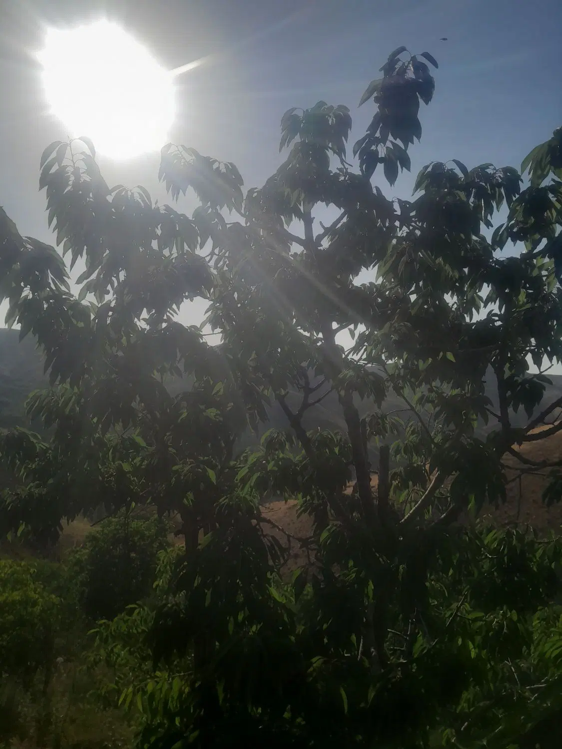 باغ
