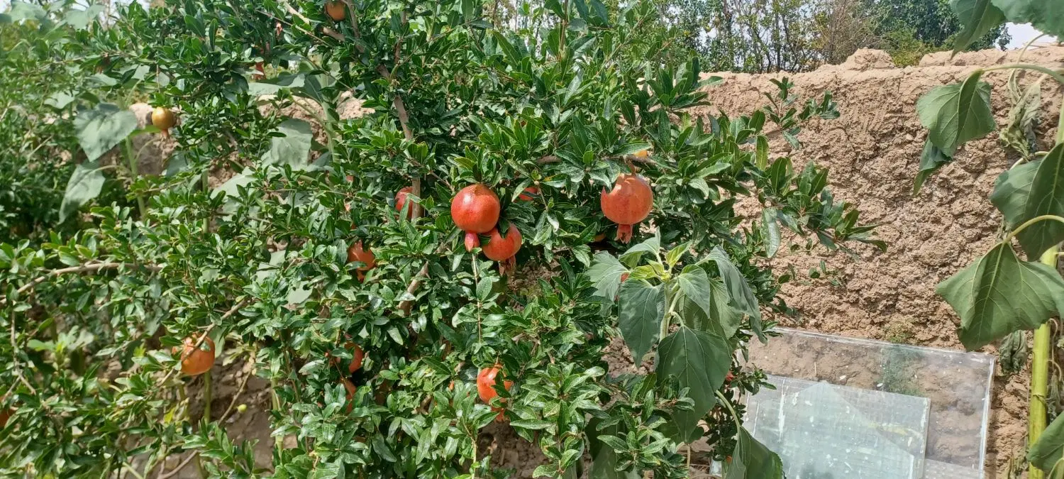 باغچه