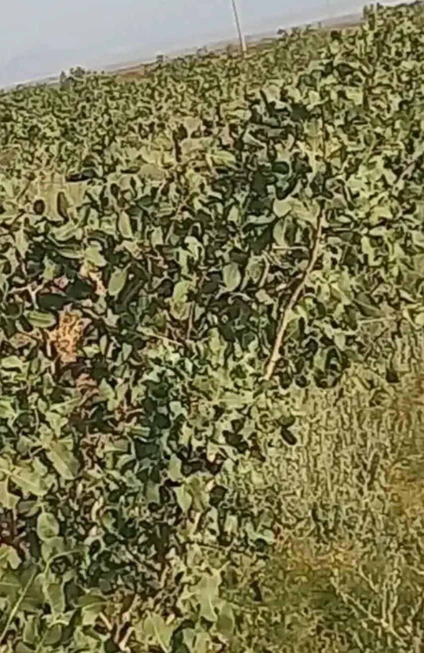دو شبانه روز آب کشاورزی شیرین.زمین .باغ پسته