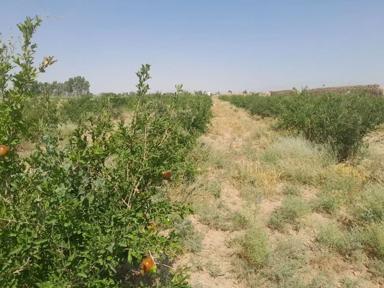 زمین زراعی