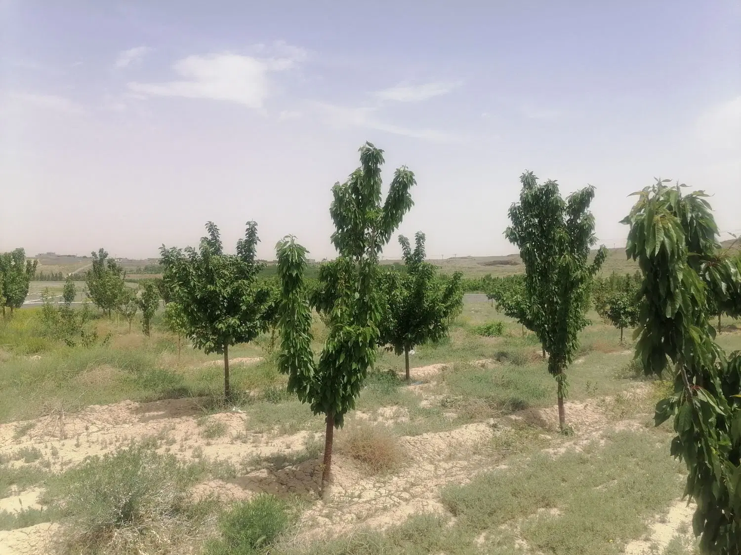 زمین باغی