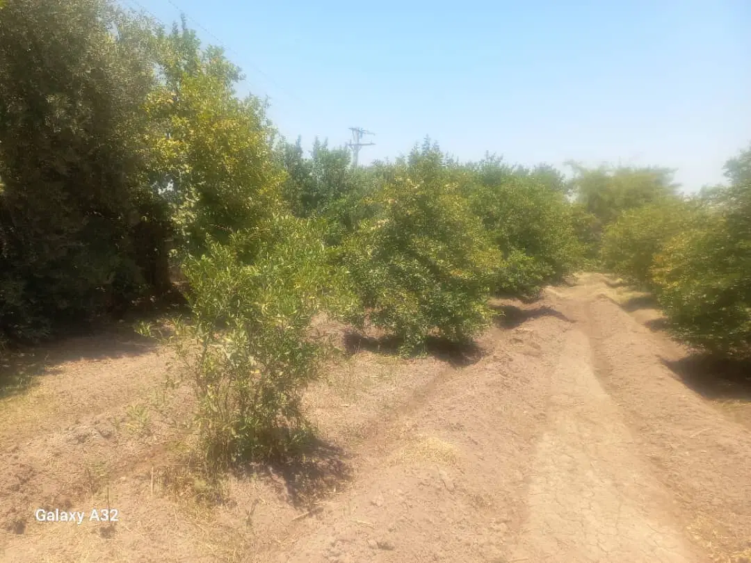 فروش باغ کوچه باغ یلدا
