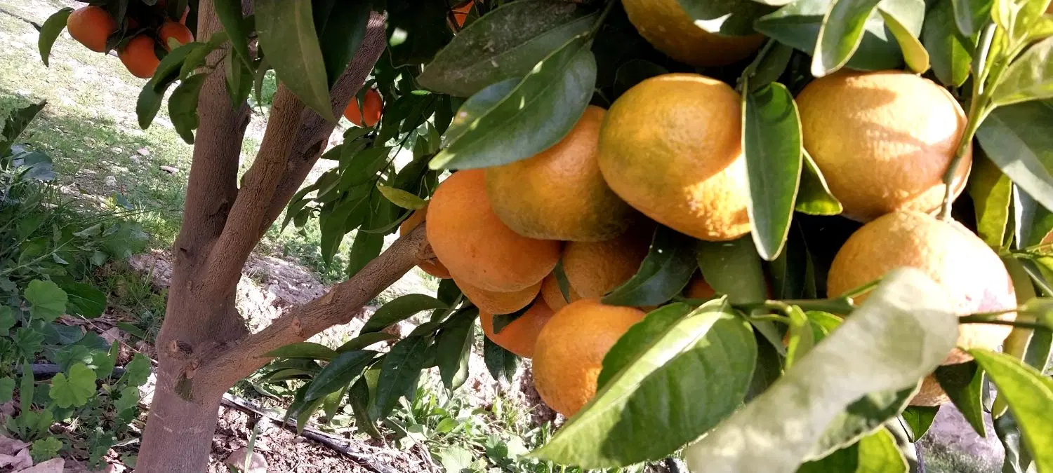 فروش باغچه ۱۲۰۰متری