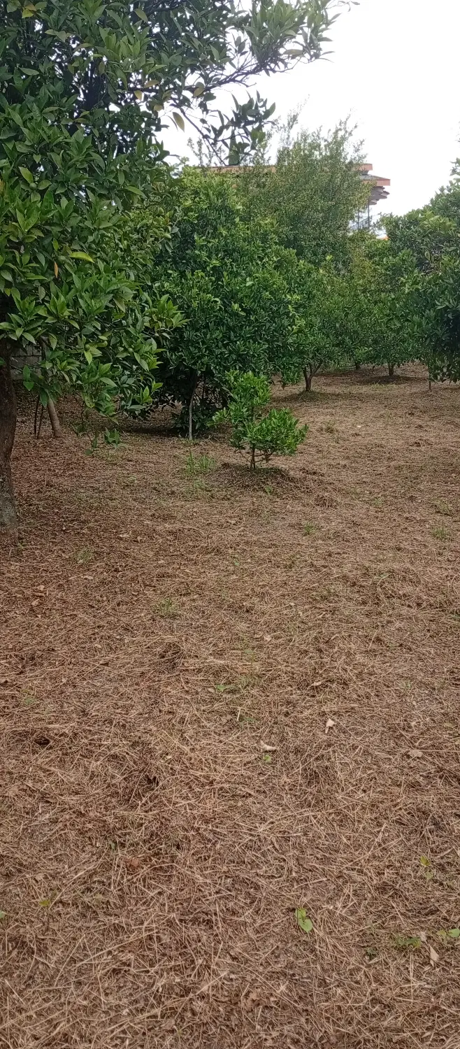 زمین داخل بافت
