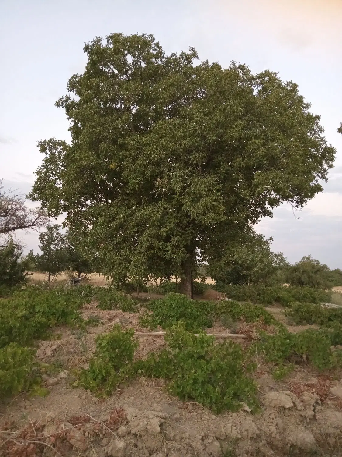 ۲تخته باغ