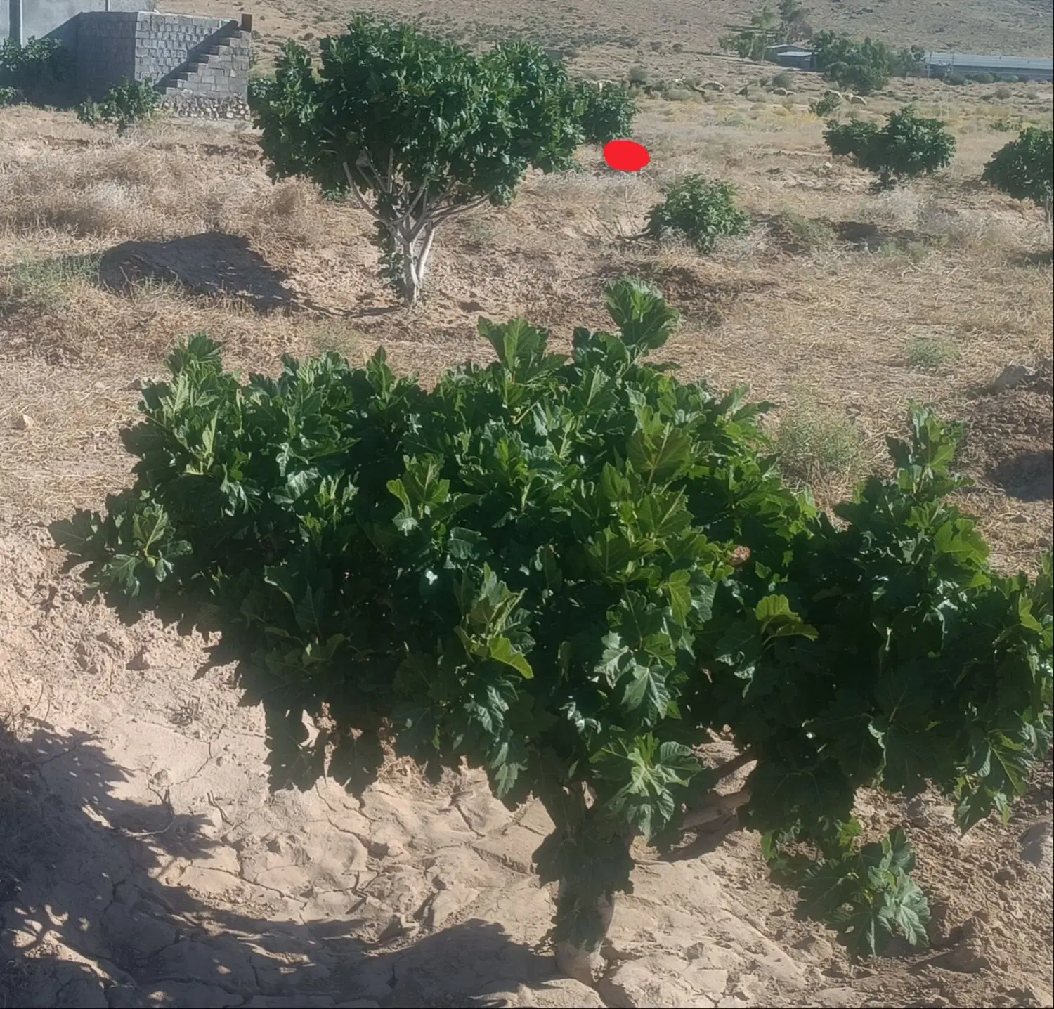 فروش ملک بیابان