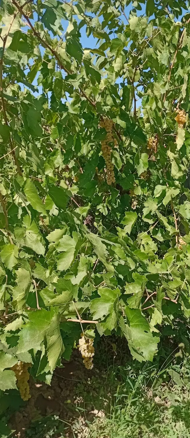 زمین بایر باغی سند دار
