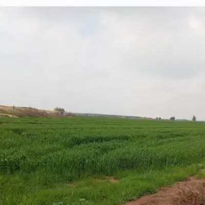 ۶ هکتار زمین کشاورزی بفروش میرسد.
