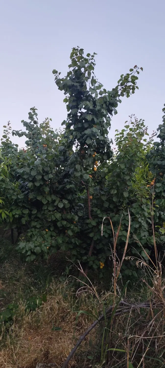 باغچه فروشی پیشک