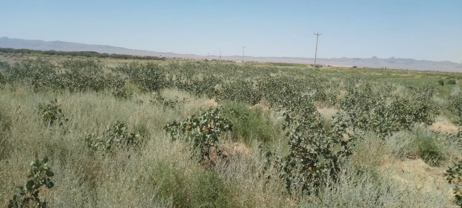 باغ پسته 4هزار متری روستای رباط سرپوش
