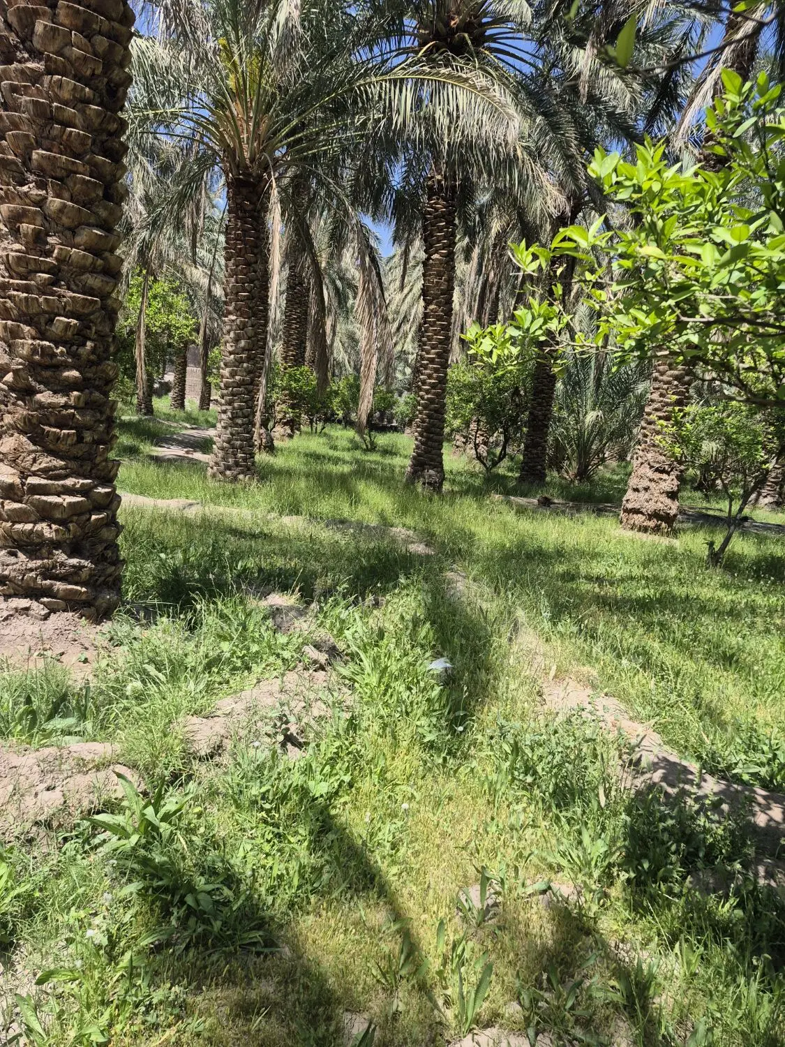 فروش باغ دهشتر با۳۵نفردرخت خرما