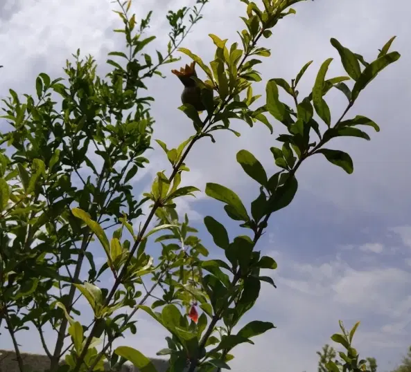 باغچه