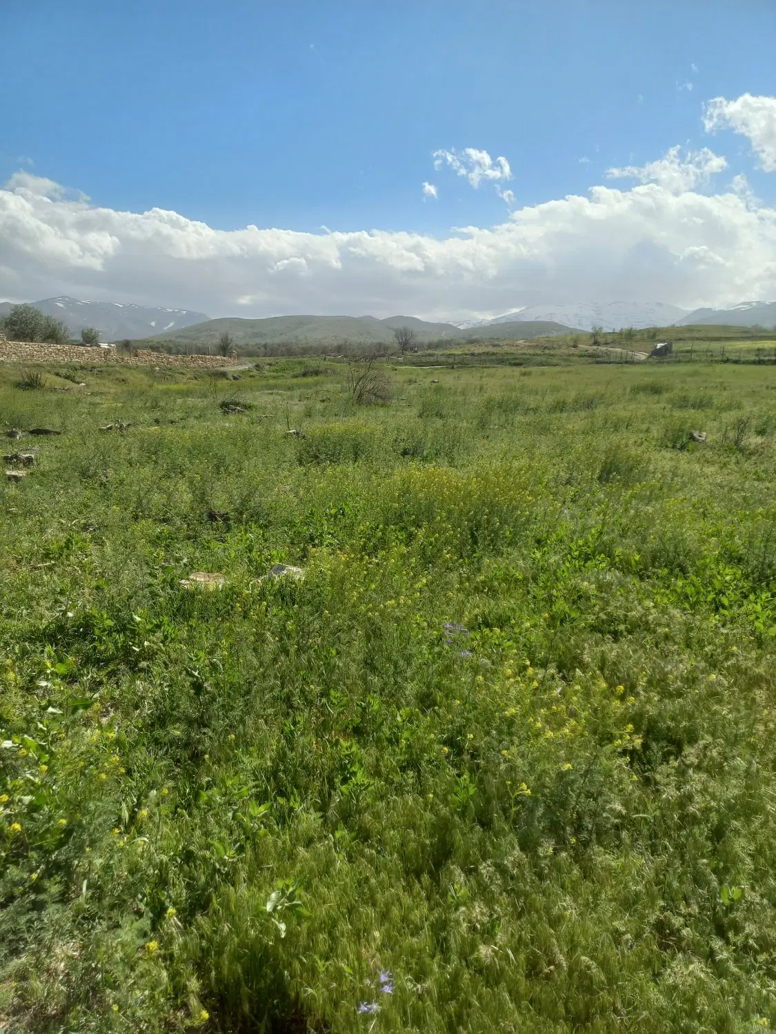 زمین کشاورزی